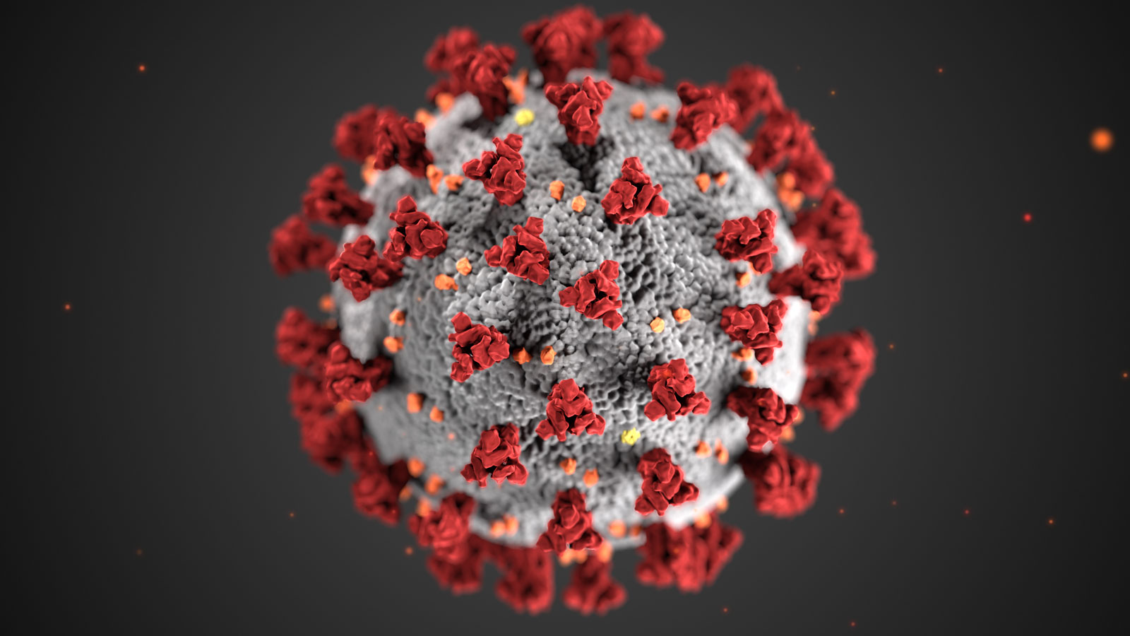 The Immune System—The Body’s Defense Against Infection